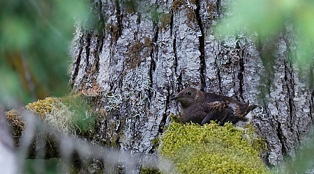 US Forest Service proposes protections for old-growth trees, without logging ban