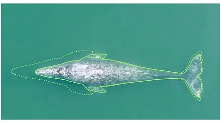 Pacific coast gray whales have gotten 13% shorter in the past 20–30 years, study finds