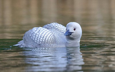 Photographer Reunites With Rare White Loon After Years of Searching