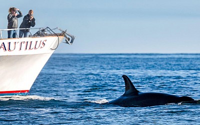 Killer whales sink yacht in Strait of Gibraltar