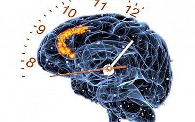 Time flies: Our brains perceive time more like counters than clocks