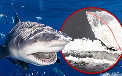 Thirteen Brazilian Sharks Test Positive for Cocaine, Researchers Say