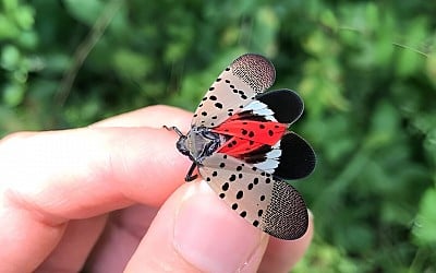 Now entering their adult phase, spotted lanternflies are headed into their invasive peak