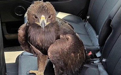 Eagle lands on Arizona police car seeking help in the heat. Watch the video