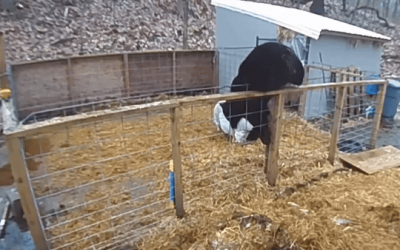 Brave Pigs Fight Off Bear Invading Connecticut Farm