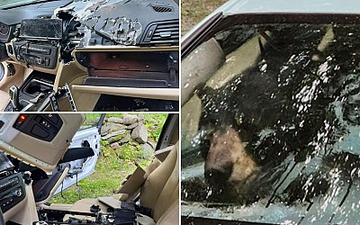 Wild black bear, cub trapped in car shred vehicle to pieces