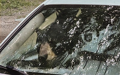 Black bear and cub destroy car in Connecticut after getting trapped inside