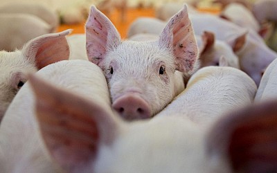 How Pigs Fare Under Iowa’s Industrial-Ag Model