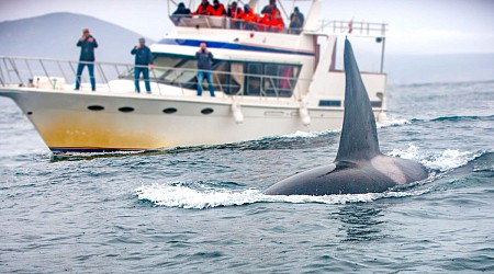 On sait enfin pourquoi les orques attaquent les bateaux