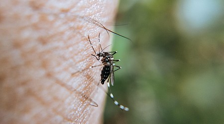 Dengue : quels symptômes et comment prévenir la maladie transmise par le moustique tigre ?