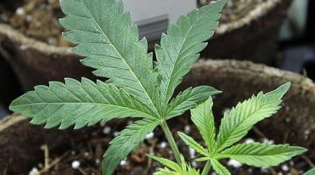 New Hampshire kills bill to legalize recreational marijuana