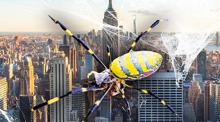 Giant Venomous Flying Spiders Invading New York, Spreading Up East Coast