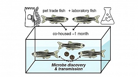 Novel virus identified in zebrafish from the pet trade causes disease in laboratory fish