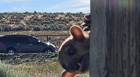 Mystery Kinkajou Found at Rest Stop in Washington