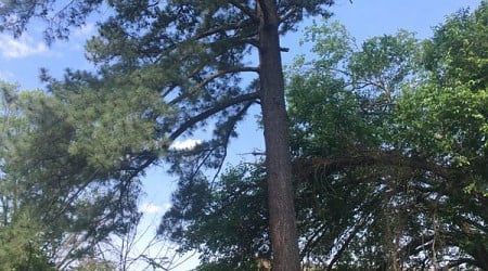 Grosvenor Estate Moon Tree in Bethesda, Maryland