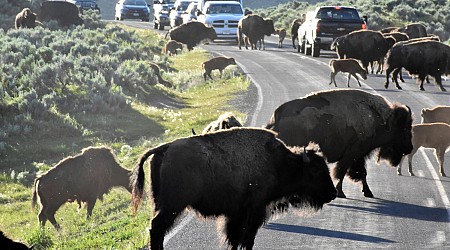 Yellowstone visitors hope to catch a glimpse of rare white buffalo