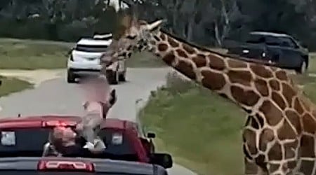 WATCH: Giraffe picks up toddler at Texas safari park