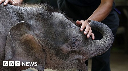 World's smallest elephant in danger of dying out