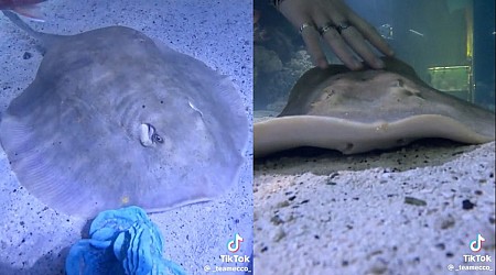Stingray That Became Mysteriously Pregnant Now Has 'Reproductive Disease'