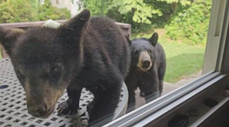 WATCH: Family of bears pays surprise visit to NC family