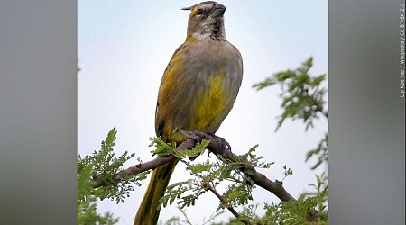 PETA can obtain wild bird stress records from LSU researcher, state Supreme Court says