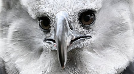 In Colombia, a long, perilous romance to save the harpy eagle