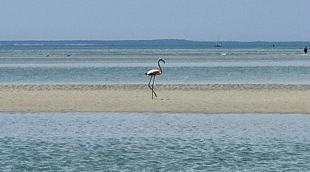 Flamingo spotted in Massachusetts in potentially unprecedented event