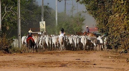 Latin American cattle block road to Paris goals