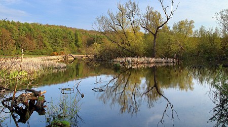 Small ponds in Minnesota prairies may help save minnow species