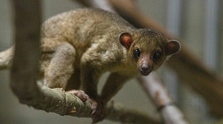 Kinkajou found at Washington rest stop gets temporary zoo home