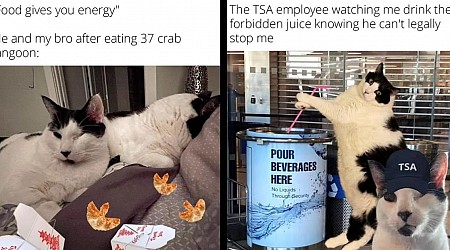 A Takeout Box Full of 48 Cat Memes Starring Colonel and Rambo, the Tuxedoed Aficionados of Crabby Rangoons