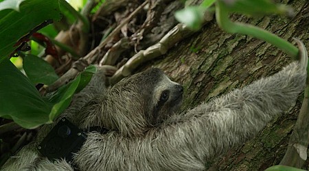 Sloths turn survival of the fittest upside down