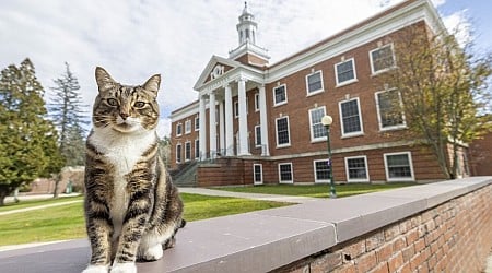 猫に博士号の学位を「授与」、学生や職員に愛されるキジトラ　米バーモント大学