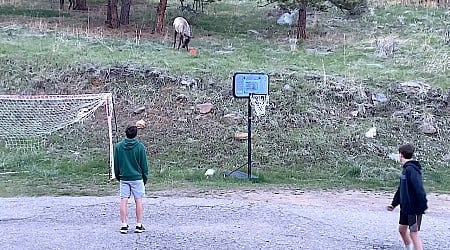 Wild Elk Plays Soccer With Teenage Boys in Colorado