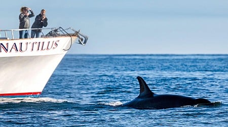 Killer whales sink yacht in Strait of Gibraltar