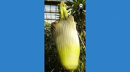 WATCH: Rare, stinky 'corpse flower' blooms in London