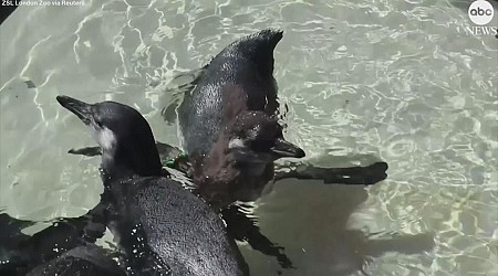 WATCH: Penguin chicks have 1st swimming lesson at London zoo