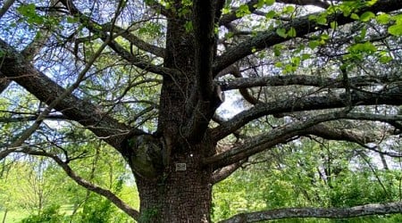 Oatlands Ginkgo Tree in Leesburg, Virginia