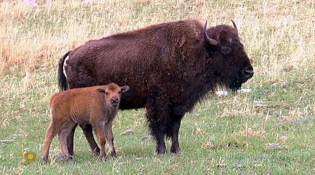 Nature: Bison in South Dakota