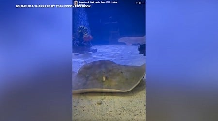 Charlotte the stingray dies after developing rare reproductive disease, aquarium says