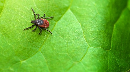 Here’s Exactly What to Do If You Find a Tick on You
