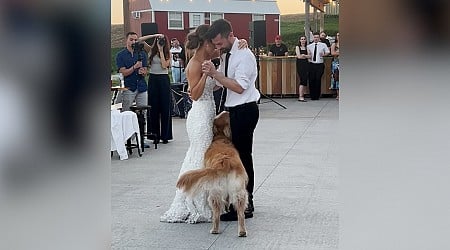 WATCH: Golden retriever adorably demands to be part of mom's father-daughter wedding dance