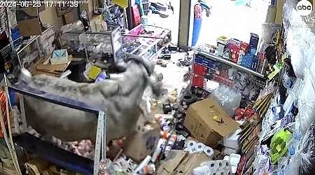 WATCH: Surveillance footage captures cows completely trashing store in Colombia