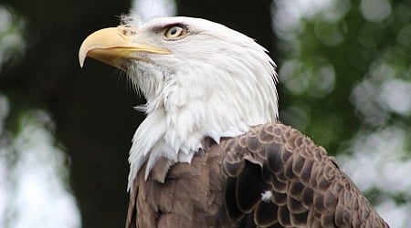 Bald eagle population thriving in Ohio, ODNR says