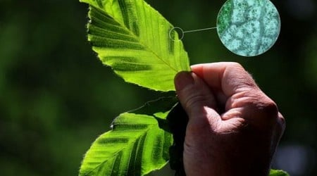 Beech leaf disease is sweeping into northern New Hampshire
