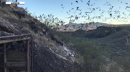 Bat swarm registered as rain on Phoenix weather radar; bigger swarms expected later this summer
