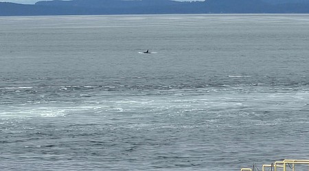 Whales captivate shoreline photographers off Vancouver Island
