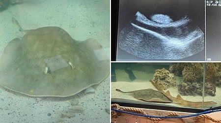 Stingray that became pregnant without a male companion dies
