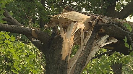 DNR now accepting applications for Wisconsin Urban Forestry Catastrophic Storm Grants
