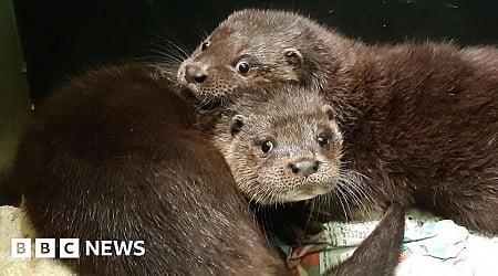 Orphaned otter cubs to be re-released into wild